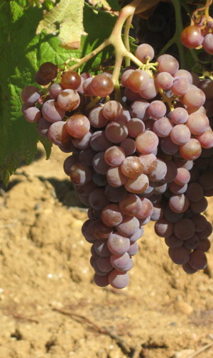 Grapes One.jpg